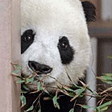 San Diego Zoo Southern California Attractions